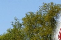 back01_31.jpg
